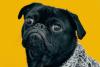 Ugliest Dog Day