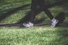 Walking Day