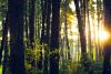 International Day of Forests