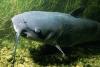 Catfish Day