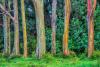 Rainbow Eucalyptus Day