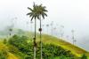 Wax Palm Tree Day