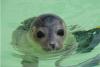 Day of the Seal