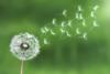 Dandelion Day