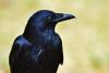 International Crow and Raven Appreciation Day