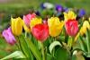 Tulip Day