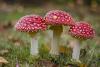 Mushroom Hunting Day