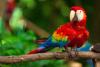World Parrot Day