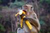 Take a Monkey to Lunch Day