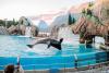Shamu the Whale Day