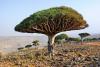 Dragon Blood Tree Day