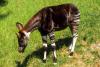 Okapi Day