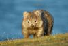 Wombat Day