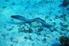 Hagfish Day 