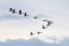 World Migratory Bird Day