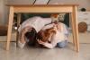 International Shakeout Day