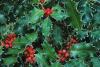Holly Day