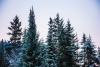 Look for an Evergreen Day