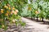Almond Tree Day