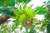 Banana Tree Day