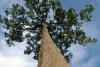 Brazil Nut Tree Day