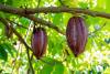 Chocolate Tree Day