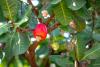 Cashew Tree Day