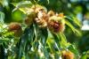 Chestnut Tree Day