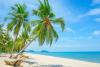 Coconut Tree Day