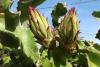 Dragonfruit (Pitaya) Tree Day