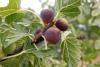 Fig Tree Day