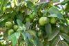 Guava Tree Day