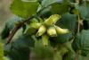 Hazelnut Tree Day