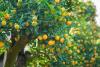 Kumquat Tree