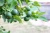 Lime Tree Day