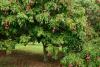 Lychee Tree Day