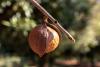 Macadamia Nut Tree Day