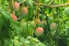 Mango Tree Day