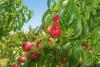 Nectarine Tree Day