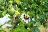 Passionfruit Tree