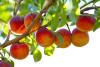 Peach Tree Day