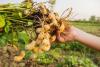 Peanut Plant Day