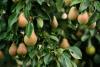 Pear Tree Day