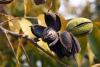 Pecan Tree Day