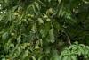 Walnut Tree Day