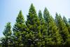 Pine Tree Day