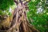 Strangler Fig Tree Day