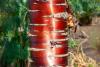Tibetan Cherry Tree Day