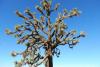 Yucca Tree Day