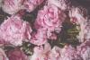 Peony Flower Day